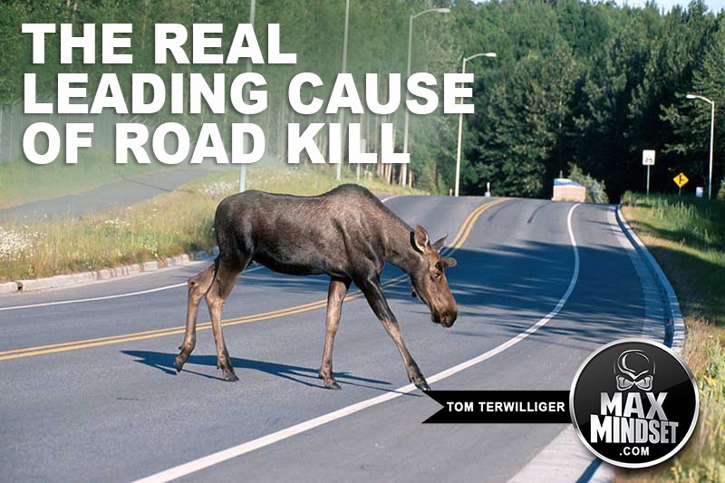 The REAL Leading Cause of Road Kill